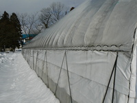 09_2_4w_akita (1).jpg